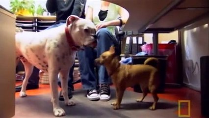 Dog Whisperer S03E07