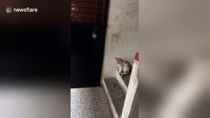 Impatient cat bangs on door demanding to be let in