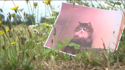 Law Enforcement in Washington County Create Joint Task Force to Find Serial Cat Killer