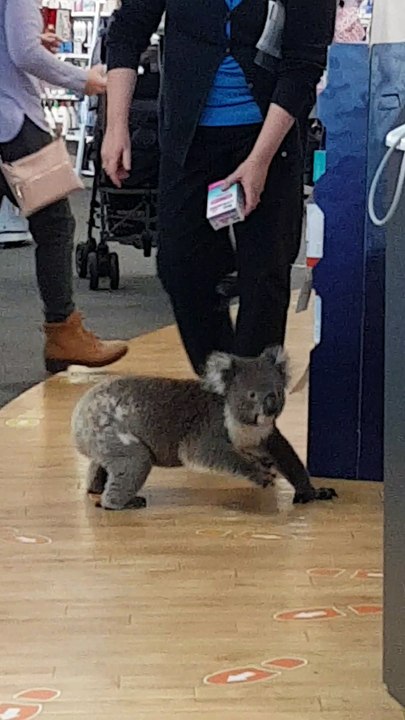 Koala Walks into Chemist
