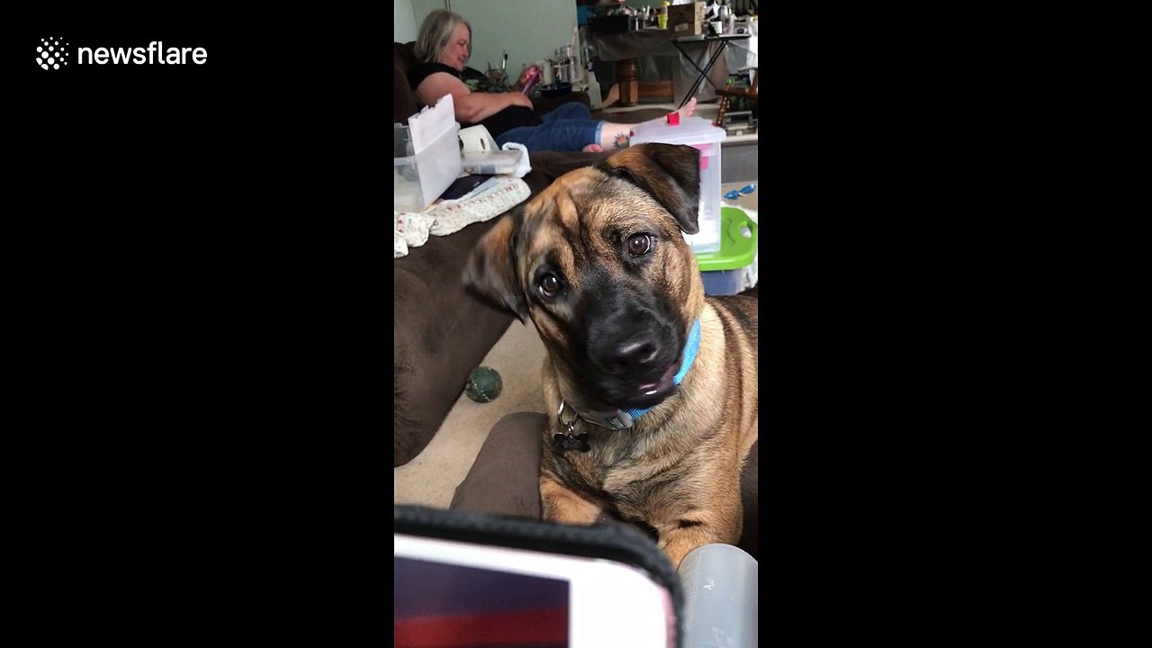 Confused dog tilts head adorably as he hears whistling sound
