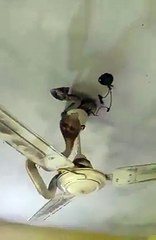 Kerala rich and the best god bless - and why is there a cobra on the fan??