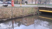 Ratten Invasion am Ufer eines Flusses