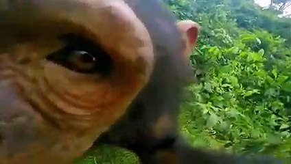 nature s36e09 animals with cameras part 1