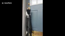 This cat learned how to open the front door by herself