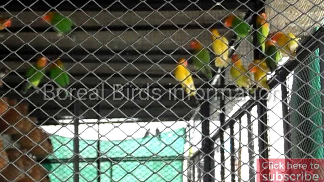 Love birds
