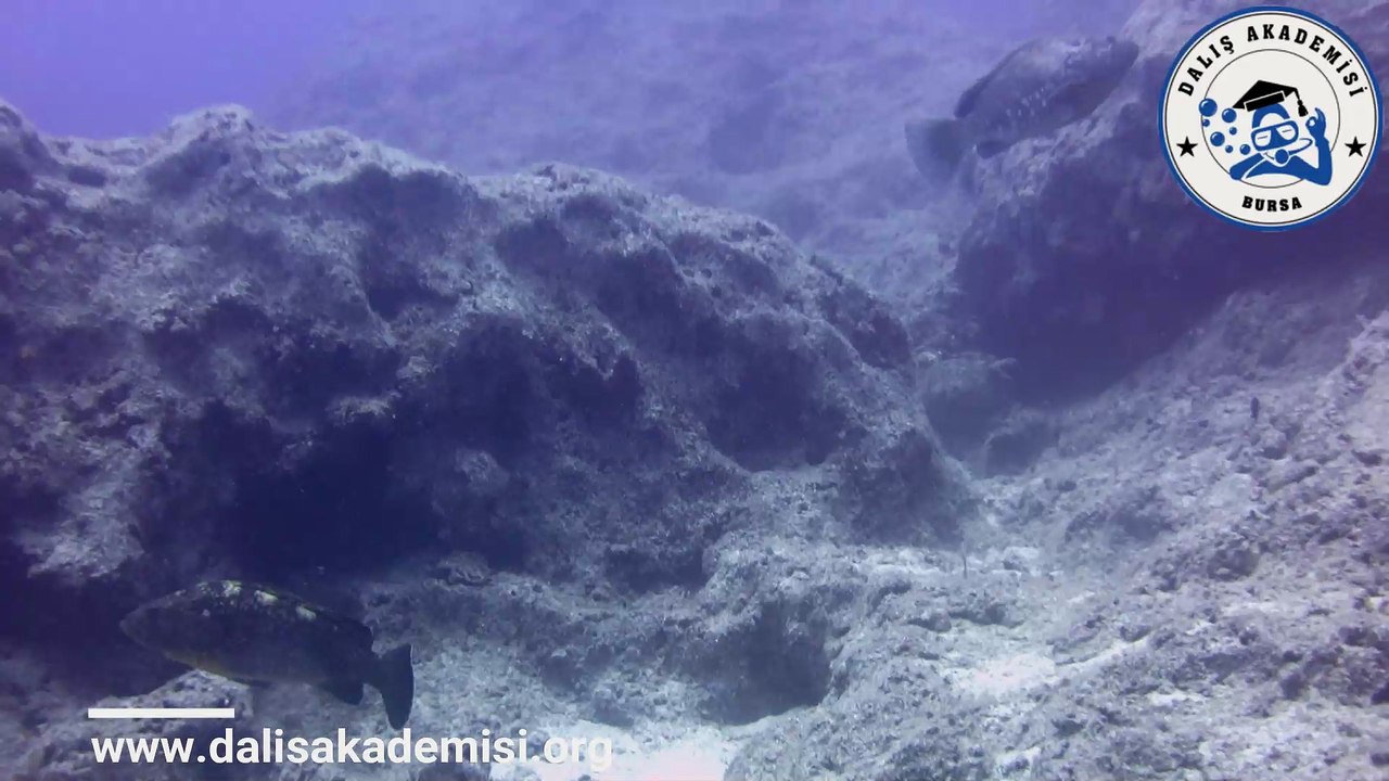 Orfoz - Grouper Fish 2