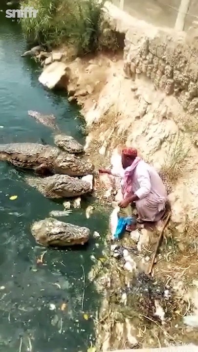 Un homme nourrit d'énormes crocodiles... à la main !