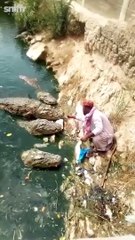 Un homme nourrit d'énormes crocodiles... à la main !