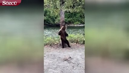 Kaşınan ayı sosyal medyada en çok paylaşılanlar arasında