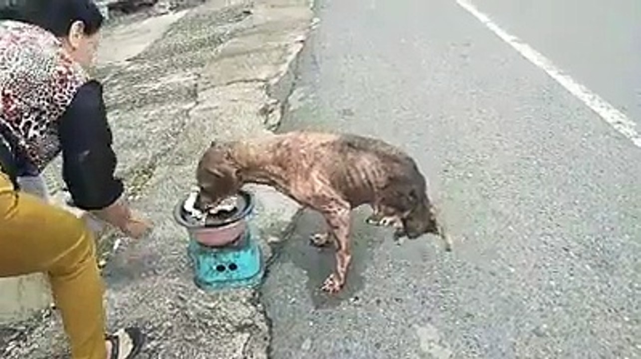 dog-1535508804_new