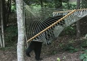 Backyard Hammock Proves a Hit With Local Bears