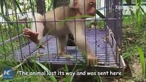 So cute! A rare baby monkey demands snuggles with police officers after being rescued in Southwest China's Yunnan.