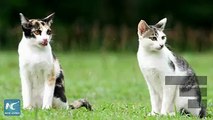 The New Zealand village of Omaui is looking to get rid of all felines. Officials say its due to cats decimating local wildlife.