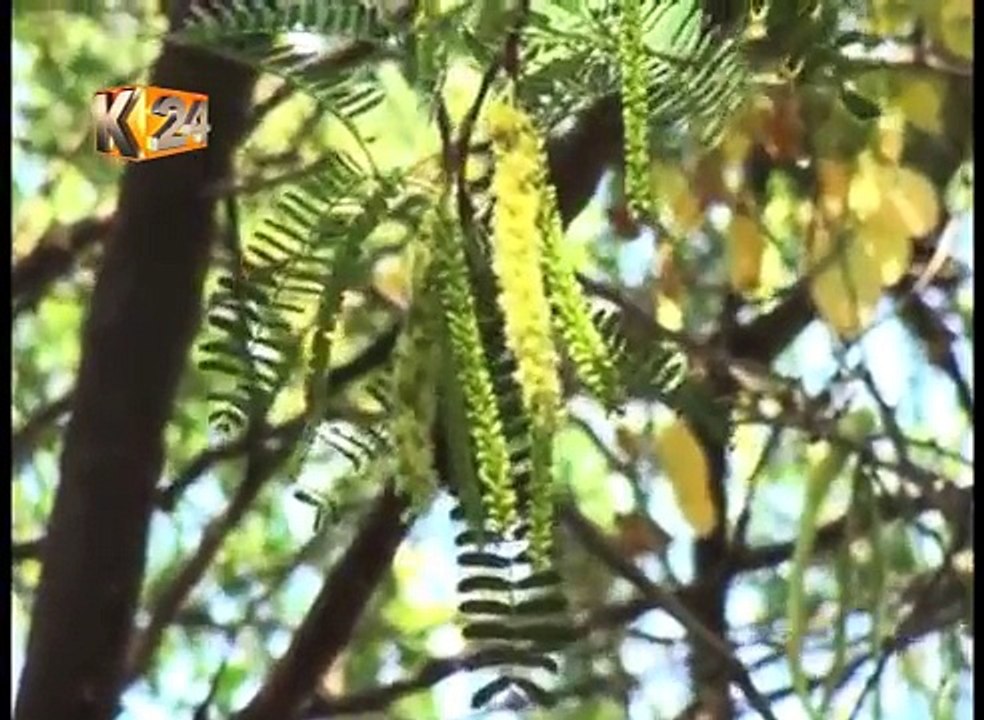 Mathenge Flour: Researchers identify economic benefits of Mathenge ...