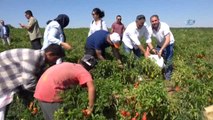 Belediye Başkanı Çiftçi İsot Hasadına Katıldı