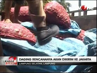 Penyelundupan 5 Ton Daging Celeng Digagalkan Polisi