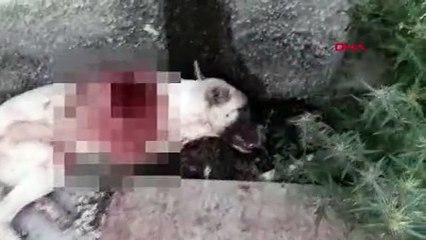 Bahçesine giren köpeği tüfekle vurup öldüren adam jandarma merkezindeki ifadesinin ardından serbest bırakıldı