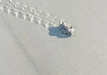 Tiny Turtle Hatchling Gets a Helping Hand on Its Way to Sea