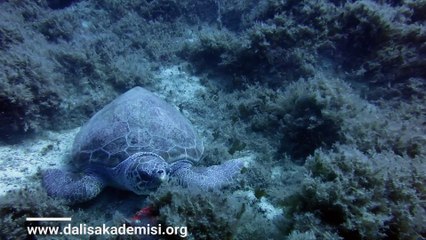 Kalkan - Chelonia Mydas - Yeşil Kaplumbağa