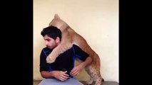 Lion cub can stop hugging its caretaker