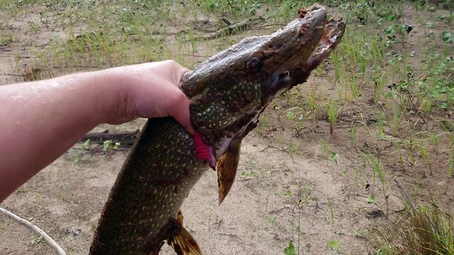 Pike perch caught on a small jig head