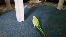 Sports-loving parrot is an excellent soccer player