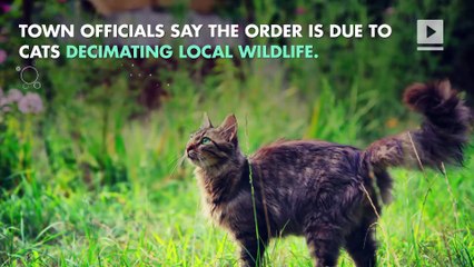New Zealand Village Looking to Ban All Cats