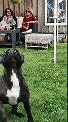 dog makes a weird panic face when it cant catch a tennis ball in his mouth