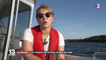 Allemagne : des phoques de retour en mer Baltique