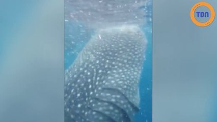 Un plongeur «aspiré» dans la gueule du plus grand requin au monde !