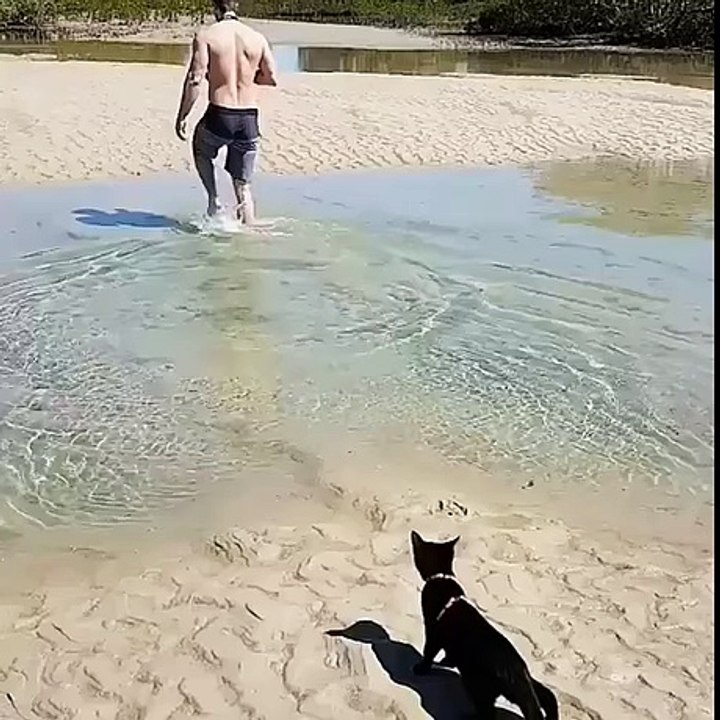 the cat crosses the river