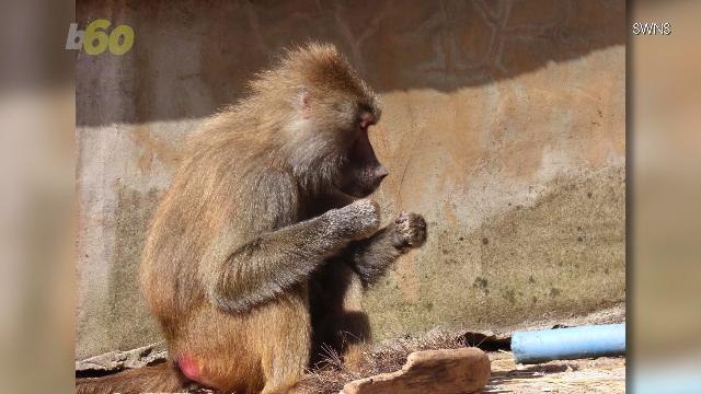 Baboons Spotted Flossing Their Teeth at the Zoo