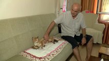 Kocaeli Bacakları Yakılan Kediyi Evine Alıp Tedavi Etti