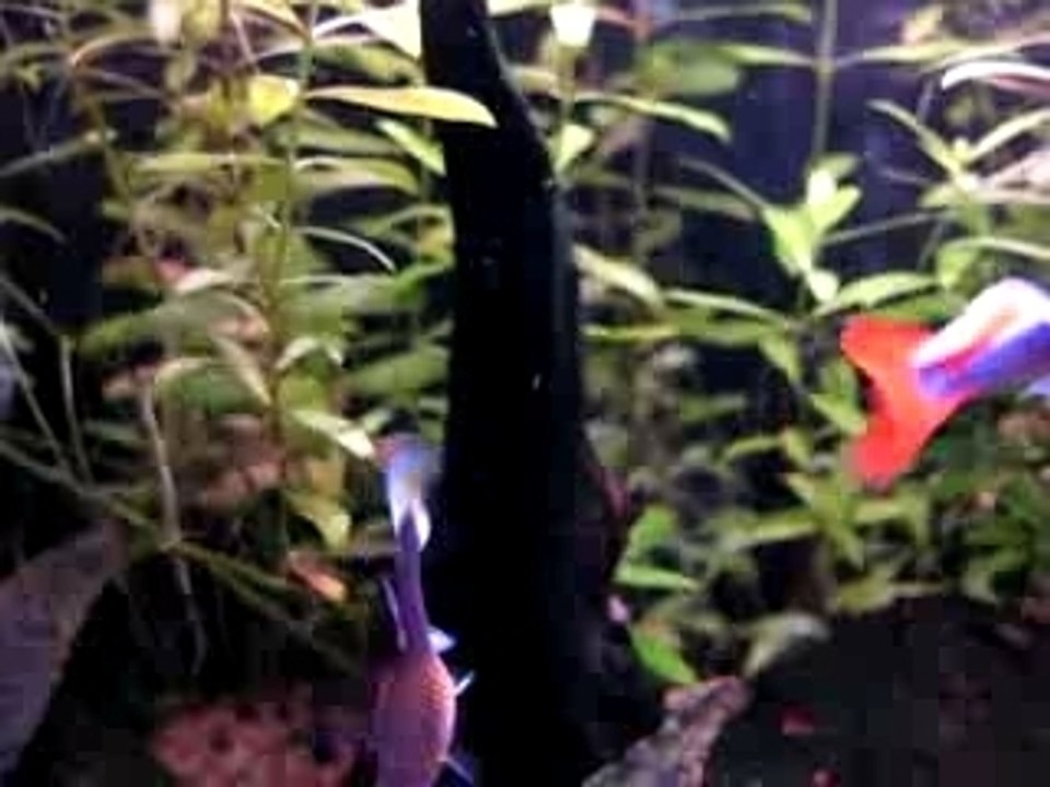Poisson1