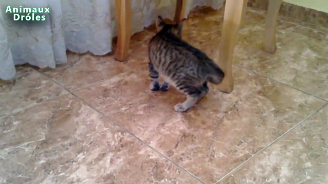 Chats drôles à jouer au football et de tir Buts !!! - Chaton mignon Vidéos