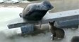 Fok Balığını Tırmalayan Kedi Gülme Krizine Soktu