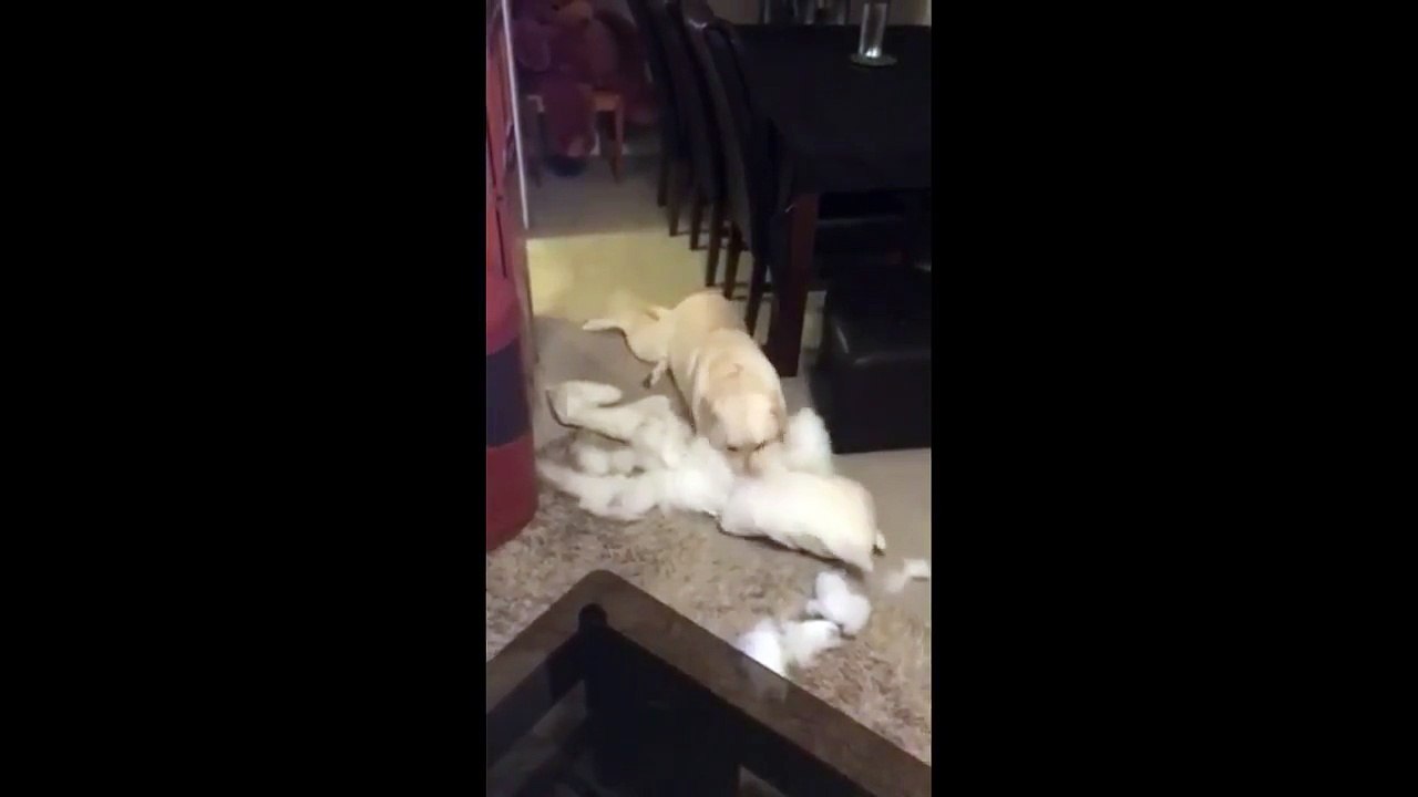 Naughty Labrador completely destroys owner's pillows