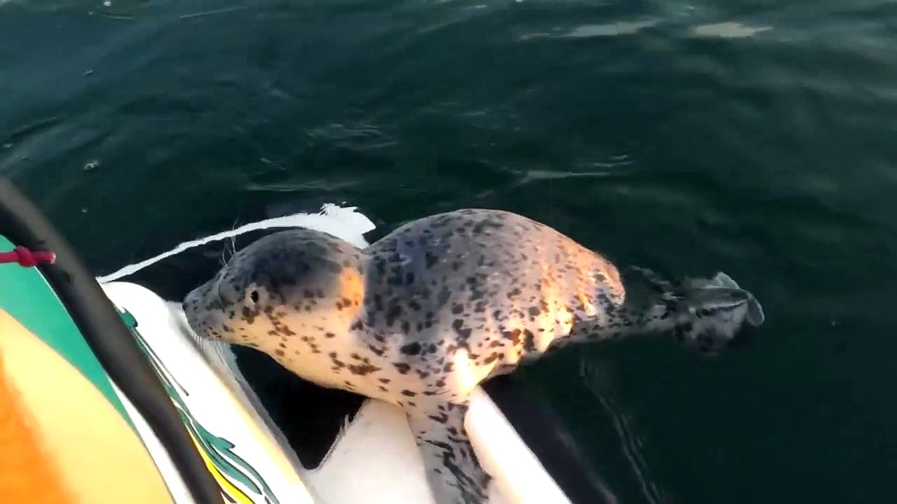 Un bébé otarie vient donne un coup de main pour pousser un jet ski