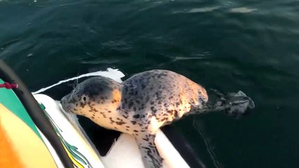 Un bébé otarie vient donne un coup de main pour pousser un jet ski