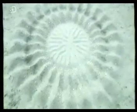 Pez globo: Cortejo y circulos simetricos