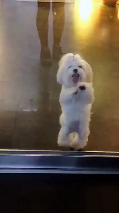 Cute Pappy Dance