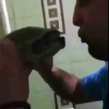 How to kiss a turtle correctly