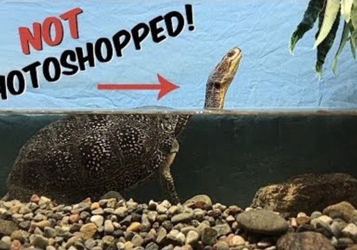 Vlogger Documents Amazing Optical Illusion Through Aquarium Turtle Tank