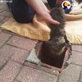 Ils sauvent un bébé renard coincé dans un tuyau