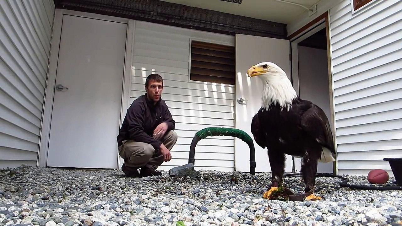 Son aigle se prend pour un chien et va chercher la balle