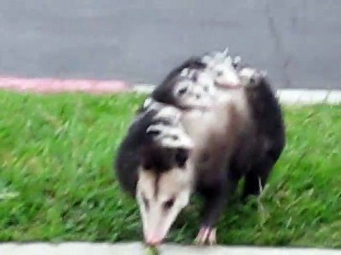 Cette maman opossum transporte tout ses petits sur le dos