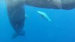Des baleines adoptent un dauphin mal-formé... Adorable