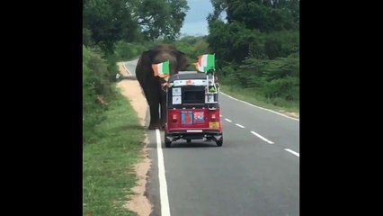Un éléphant s'en prend à un tuk-tuk qui était sur son chemin