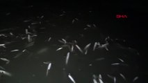 Bursa İnegöl Hasanpaşa Deresinde Toplu Balık Ölümü